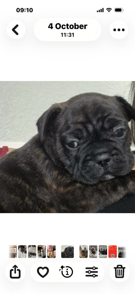 image for  French bulldogs 