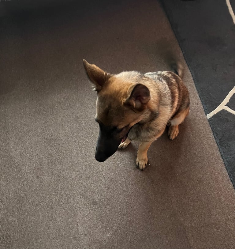 German Shepherd Male Dog 6 months Old 