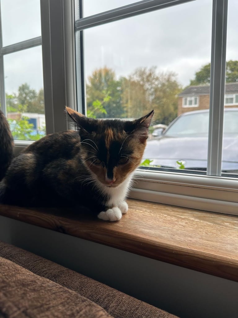 2 kittens for sale 