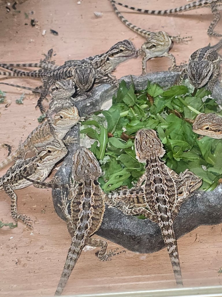 Baby bearded dragon with tint red 2 for £90