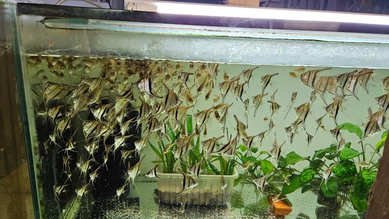 Red back manacapuru,Red head Geophagus, guppies 