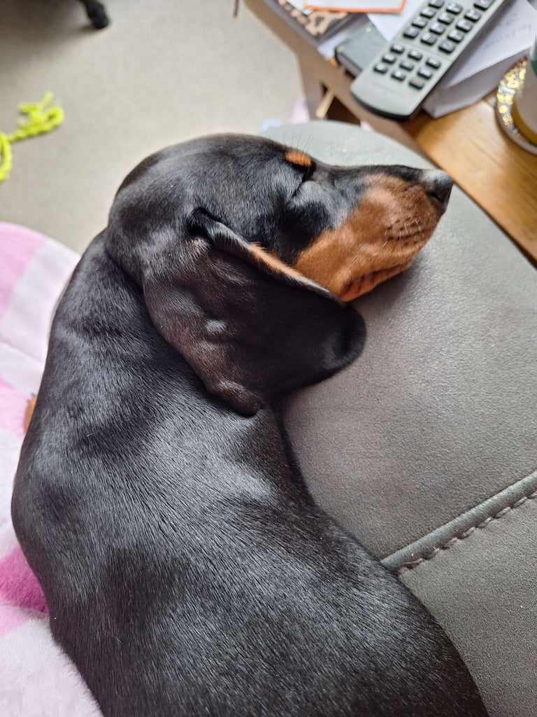 Dachund puppy