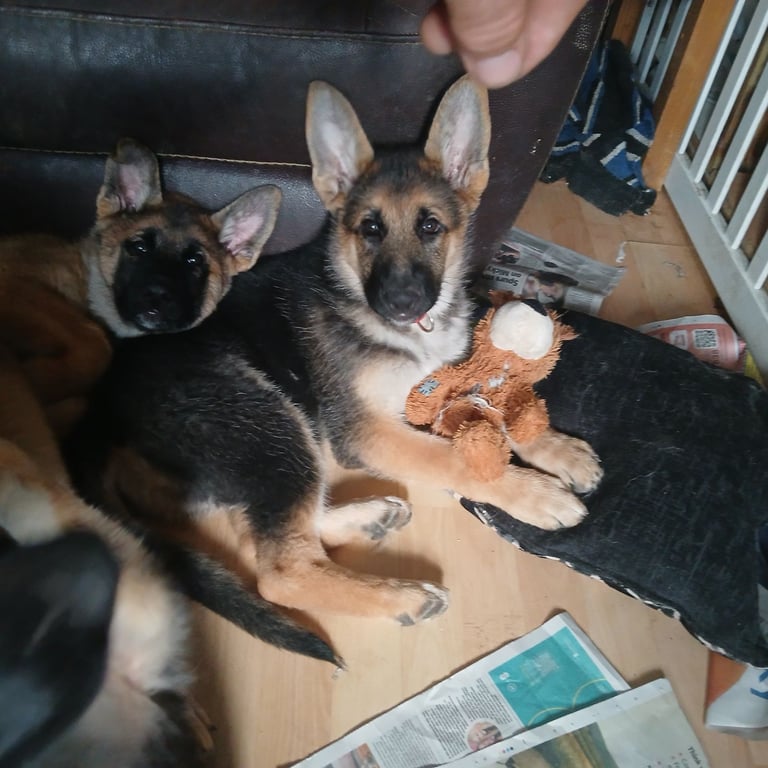Beautiful German shepherd pups 