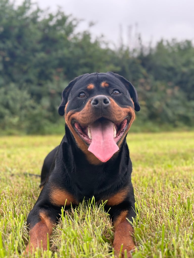 2 YO female Rottweiler 