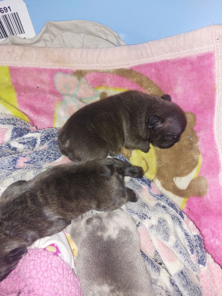 2 female french bulldog puppies merle 
