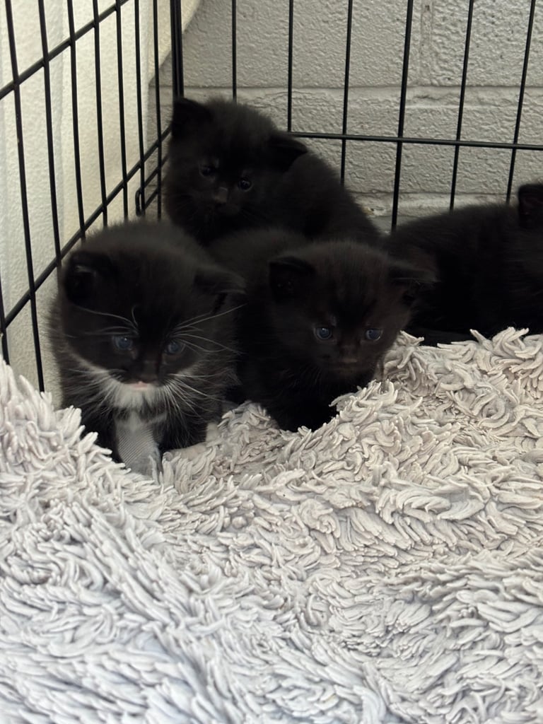 Four beautiful kittens 