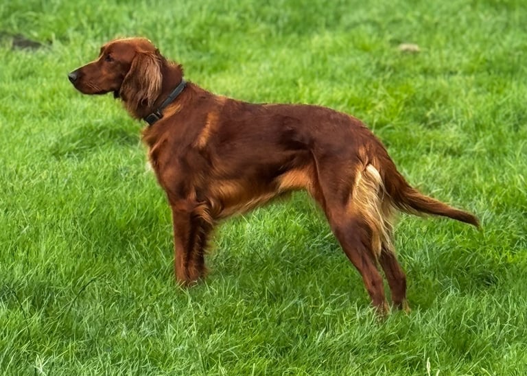 IKC Irish Red Setter puppies 