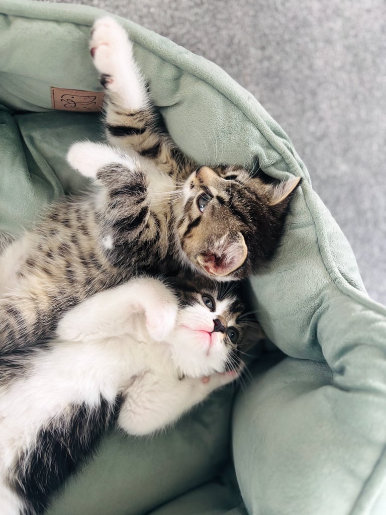 ✨Siberian Cross Kittens – 2 Boys – Hypoallergenic  £350. Ask about delivery
