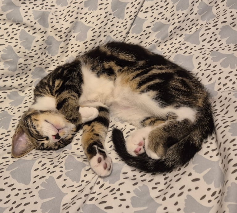 Cute Male kitten