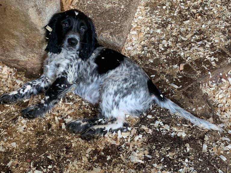 Puppies Trinity Ranch Springer Spaniels Beach Bum English Cocker