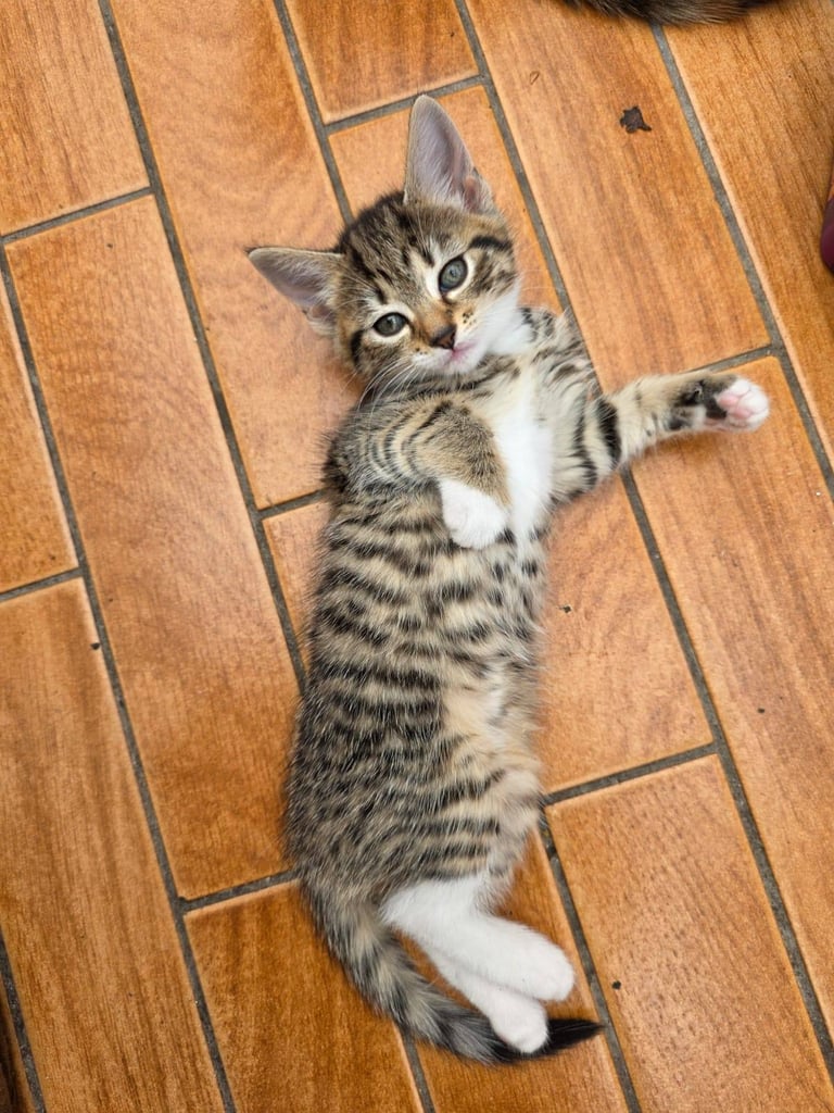 Beautiful Fluffy Kittens
