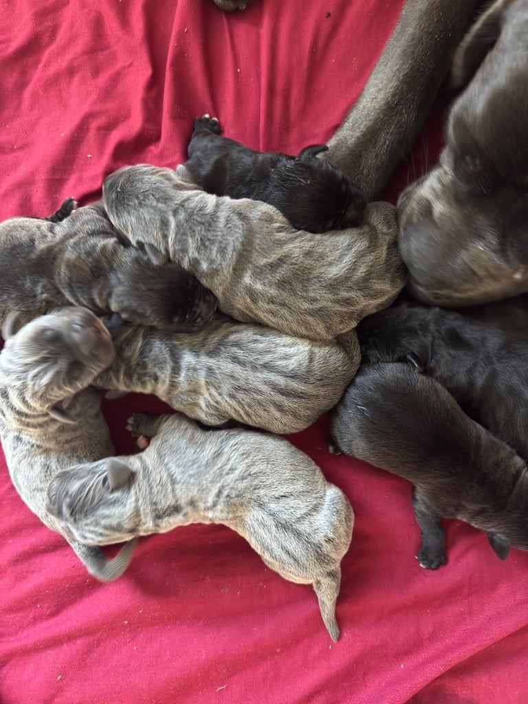 Cane-corso-puppies in Scotland Dogs Puppies for Sale Gumtree