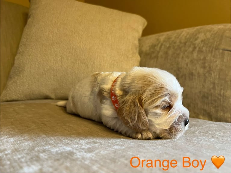 ✨ Show Cocker Spaniel Puppies For Sale ✨
