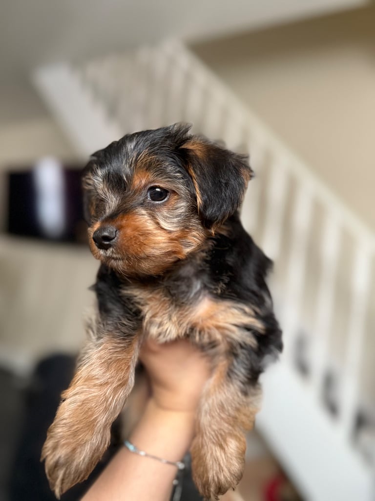 image for  Full Breed Yorkshire Terrier Boy – 8 Weeks Old 
