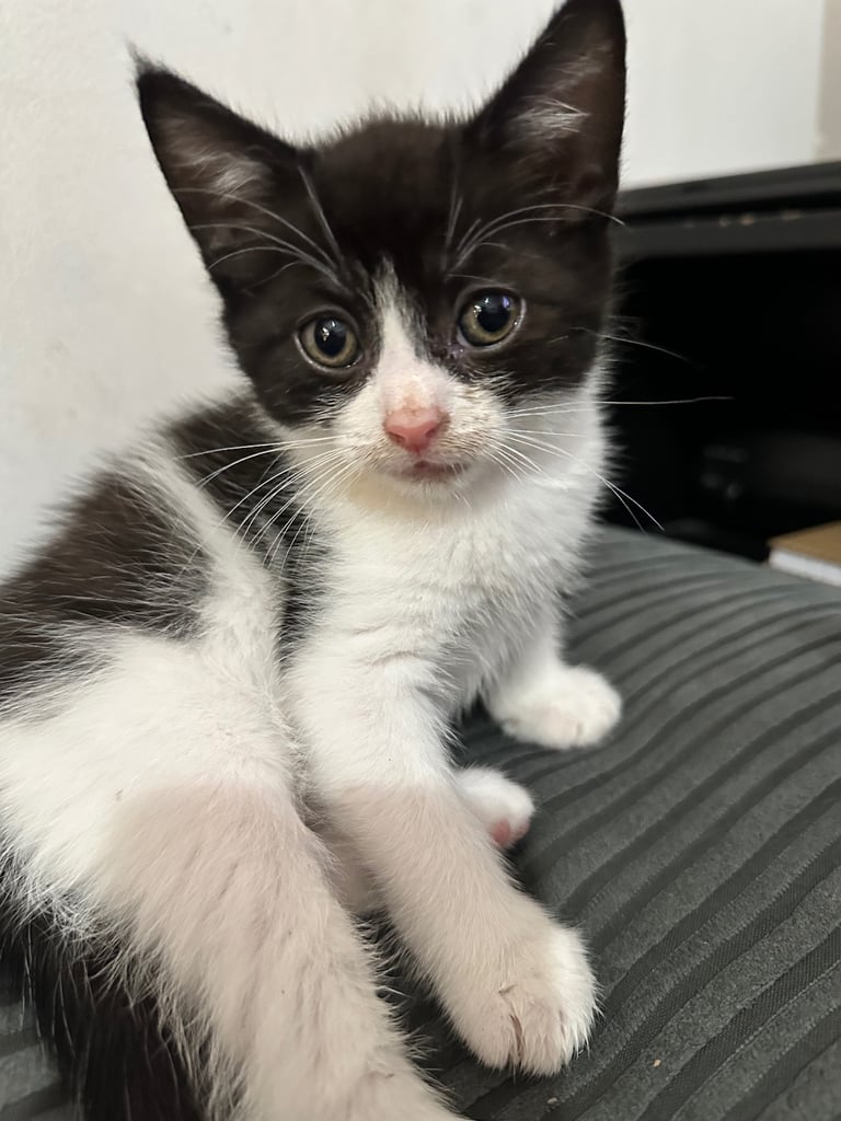 🐾 Adorable Kittens Ready for Their Forever Homes! 🏡
