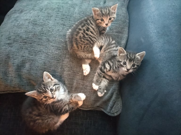 3x kittens looking for a new house (2 males available) 