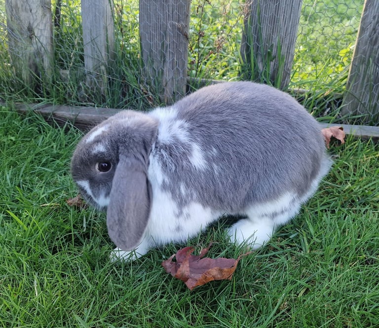 Two 6 month old Male mini lop rabbits.