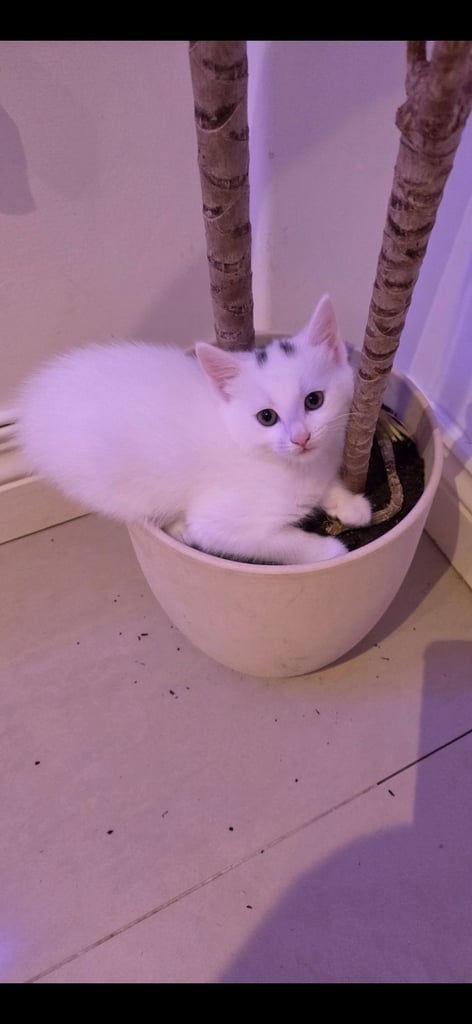 Kitten for sales