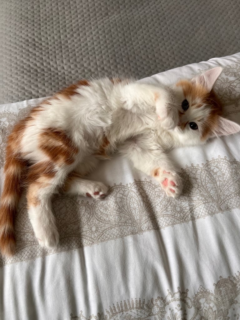 Kittens 