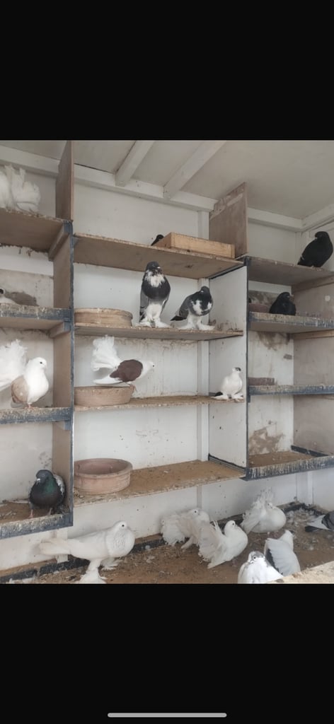 Sale pigeon