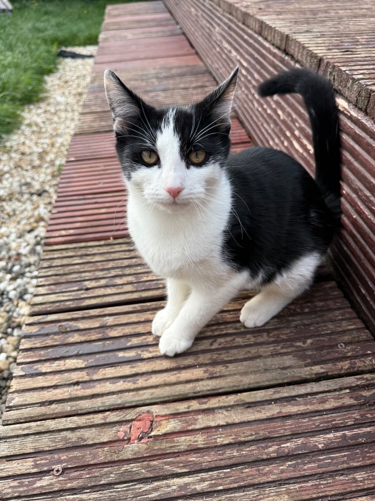 Beautiful black and white young cat 