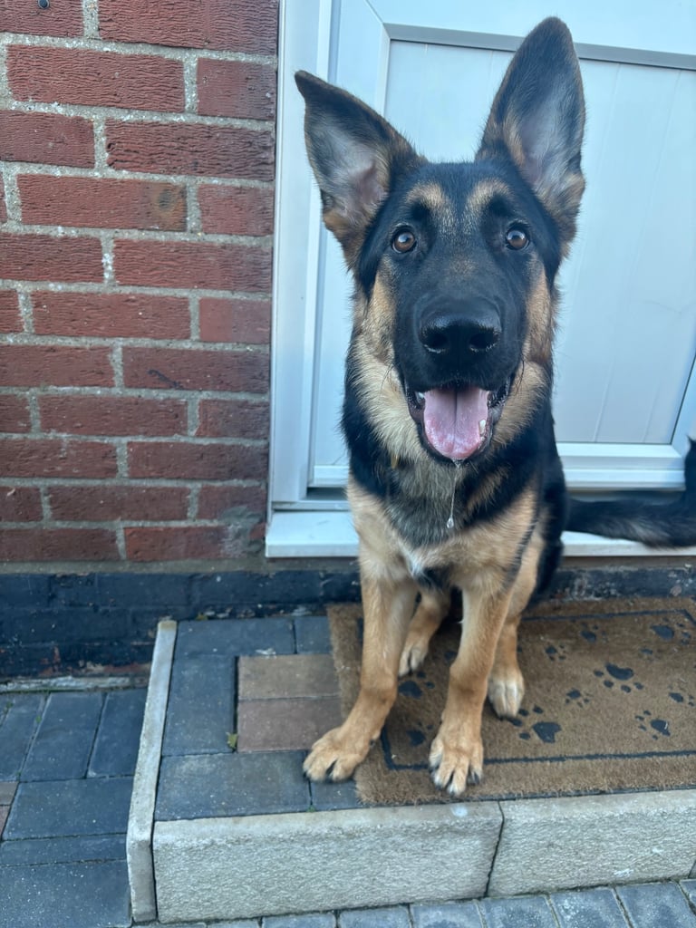 German Shepard (7months old)