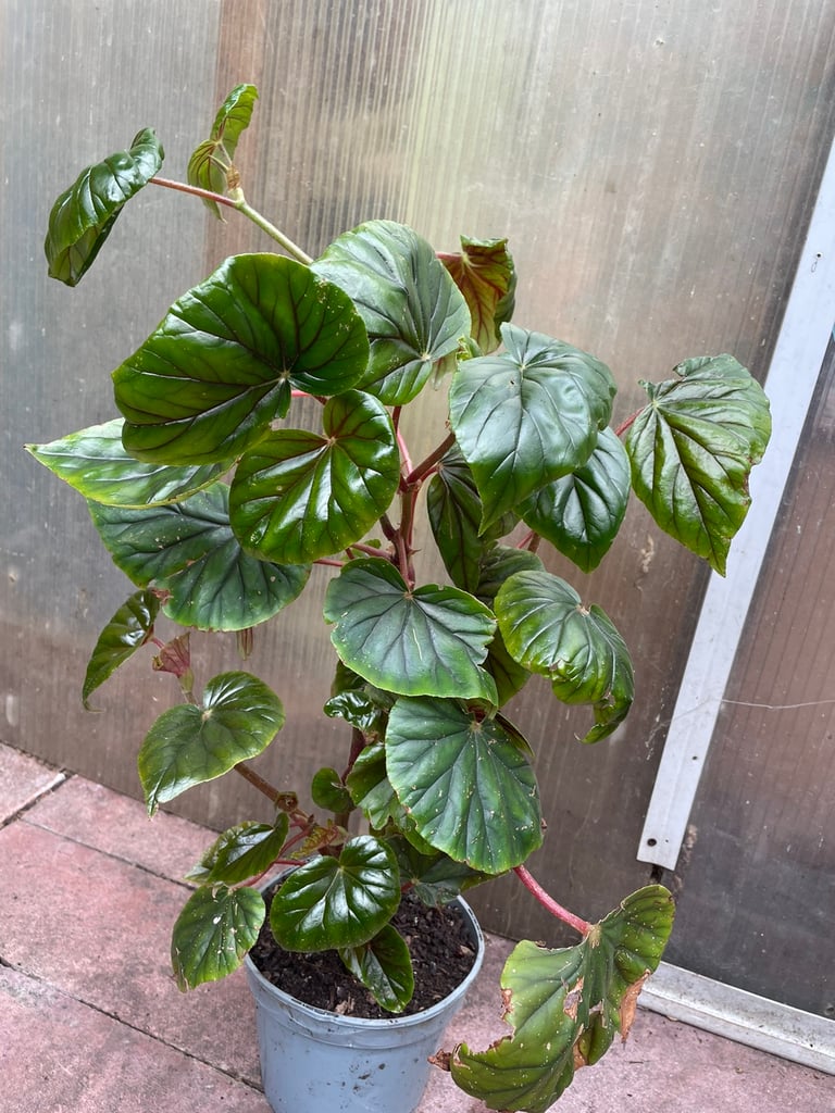 BEGONIA PLANTS 