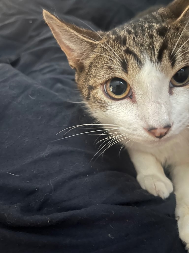 2 cats for sale  full pedigree f4 Bengal and a tabby cross price in description