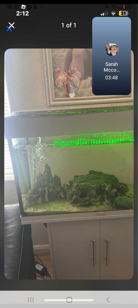 image for 2 musk turtle 