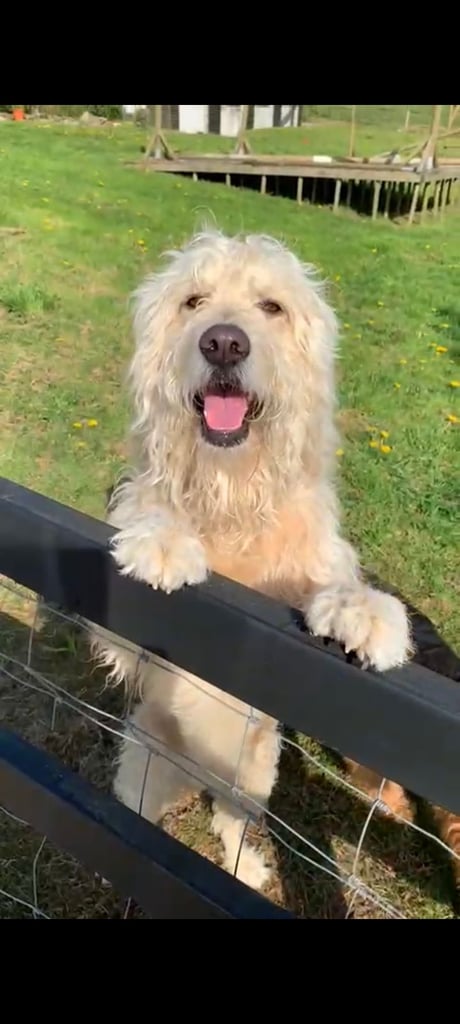 Double Doodle puppies looking for new homes 