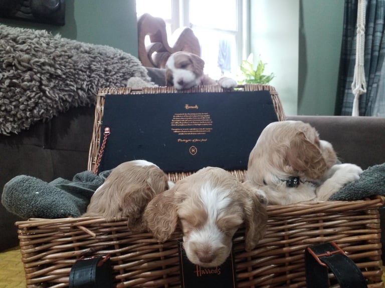 💙F1B 5 STAR HEALTH CHECKED COCKERPOO PUPPIES