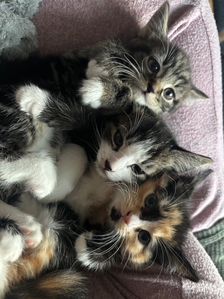 8 week old kittens