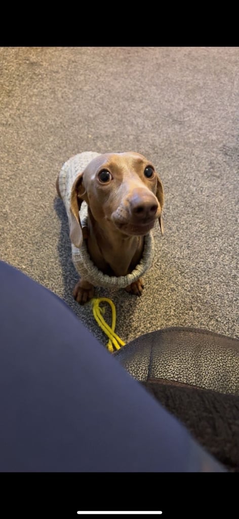 Miniature Dachshund puppies