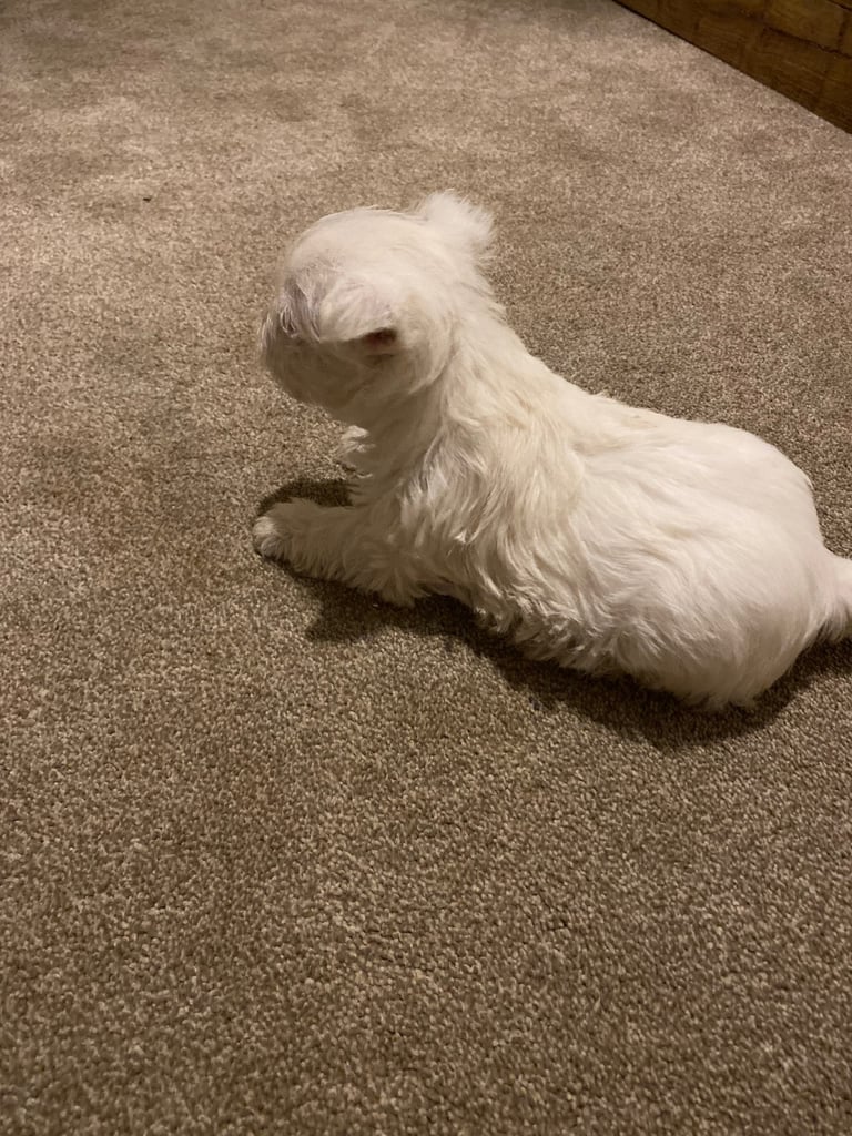 Westie pups