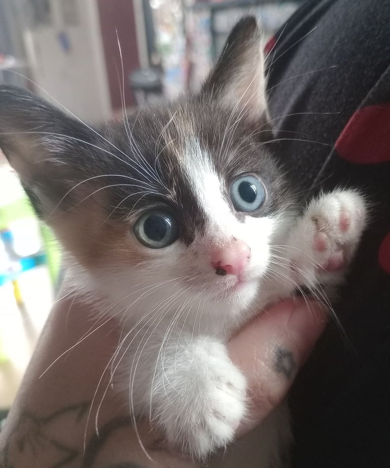 Calico Kitten 