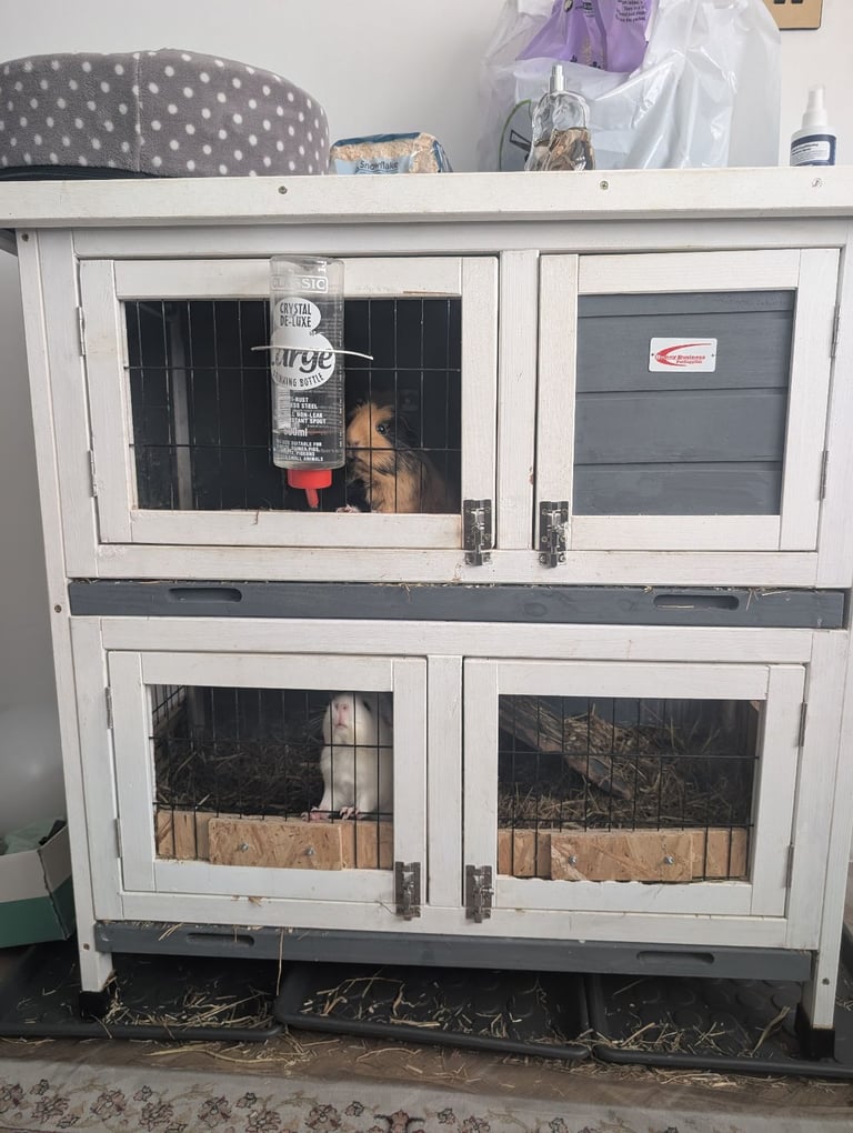 image for Two guinea pigs for sale