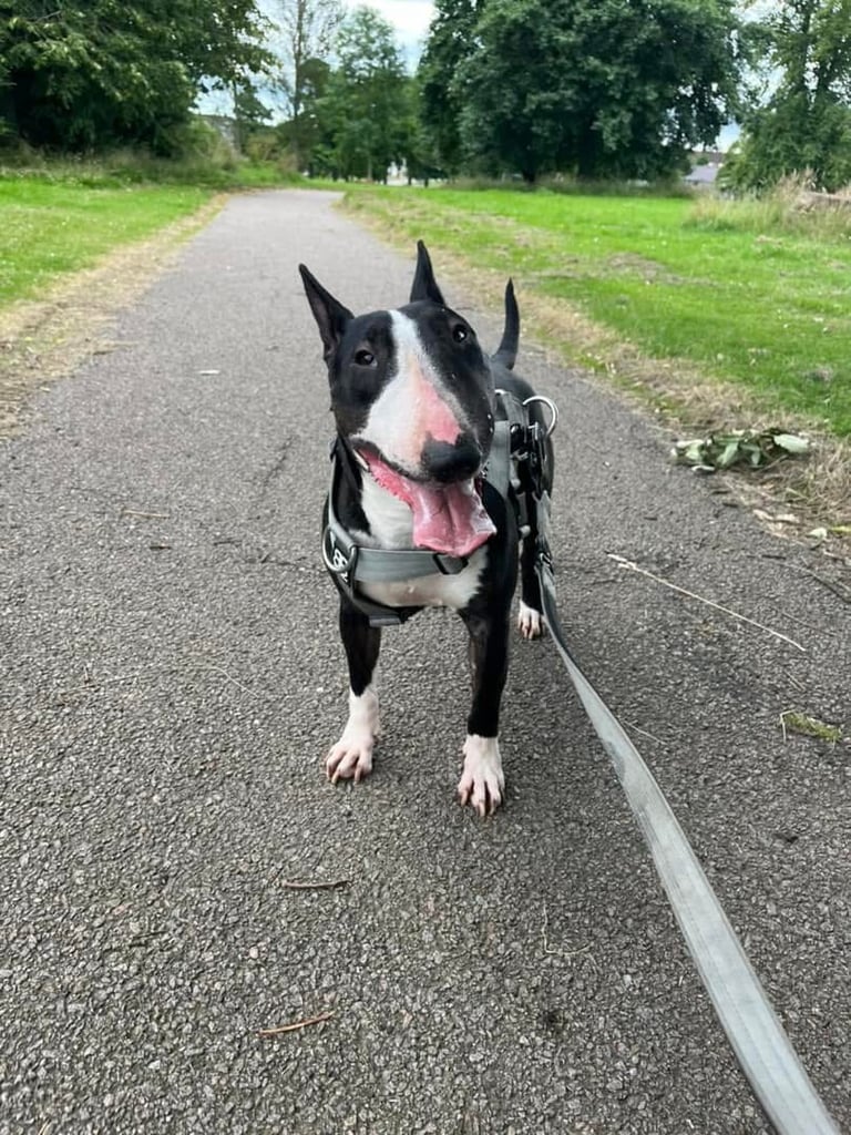 English bull terrier