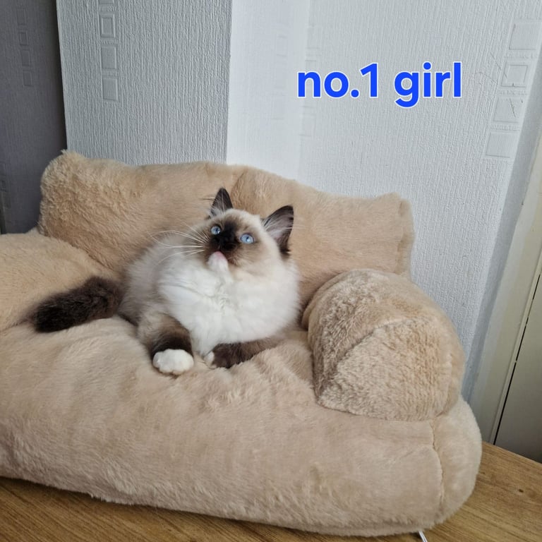 Ragdoll kittens
