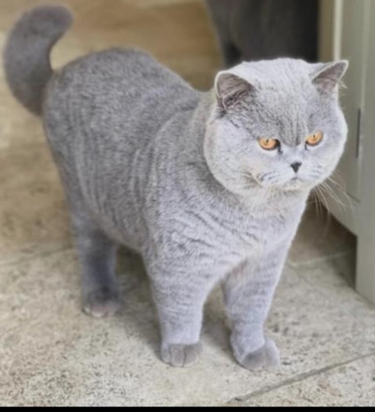 British Shorthair Cats Kittens for Sale in West Yorkshire Gumtree