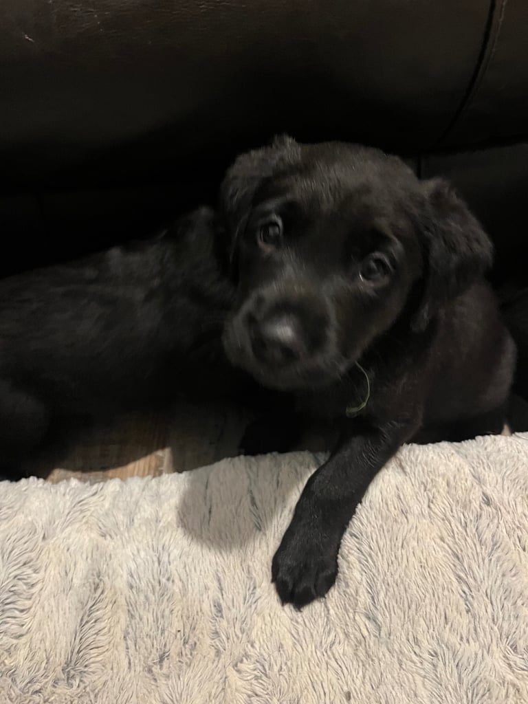 Kc pups ready for their new homes!  4 boys!