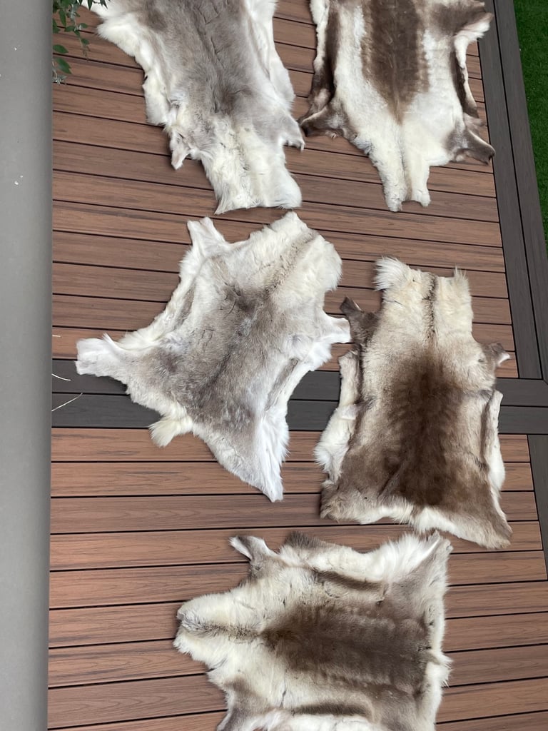 image for Reindeer skins 
