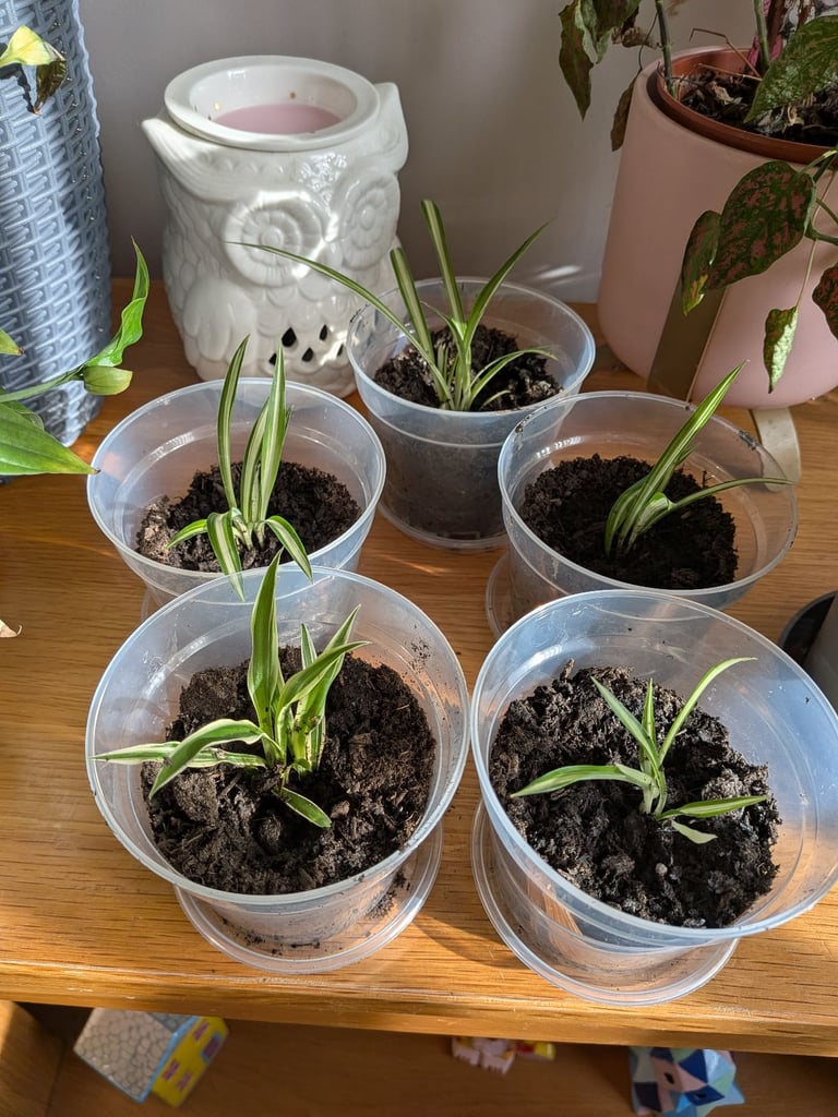 Spider plants (Indoor)