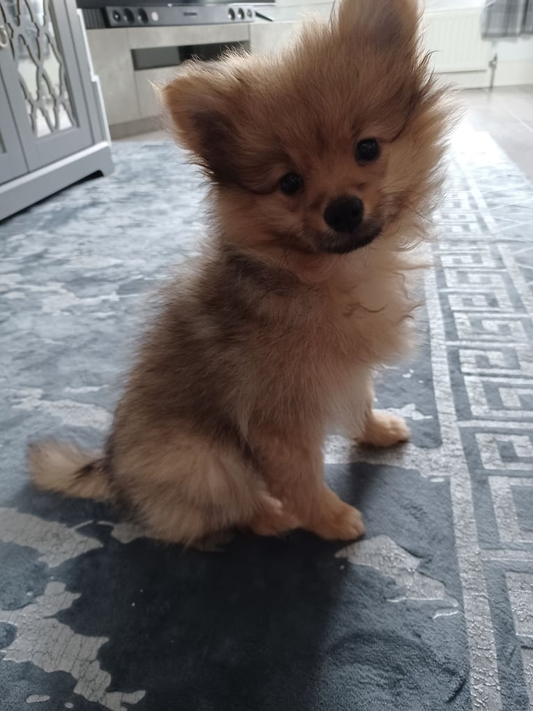 Pomeranian puppy