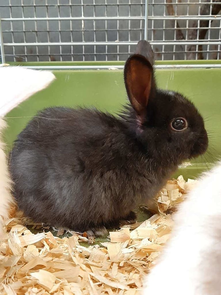 Lop/Lionhead Rabbits 