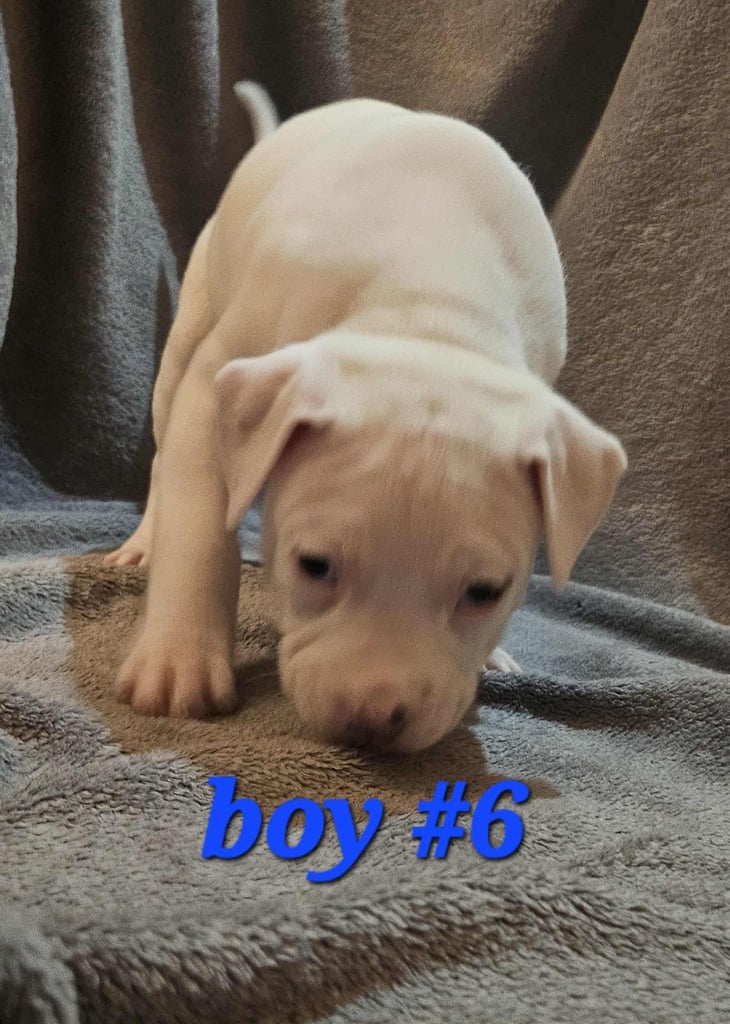 American bulldog puppies ❇️£395 read the info❇️