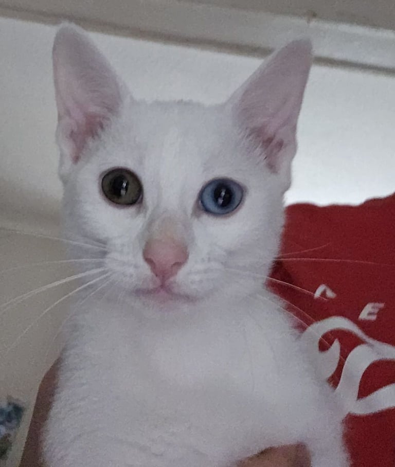 Cats-for-sale-in in Bangor, County Down Cats Kittens for Sale