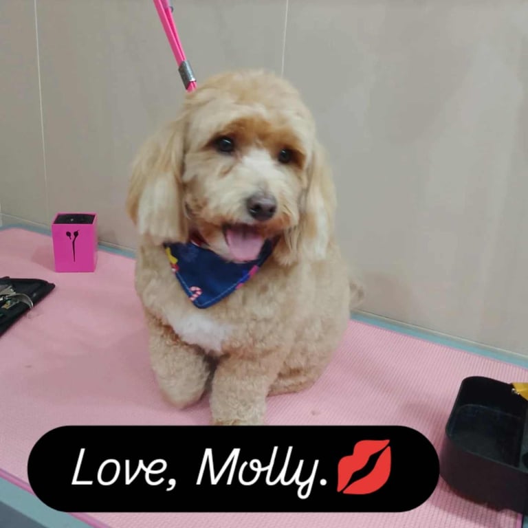 DOG GROOMING 
