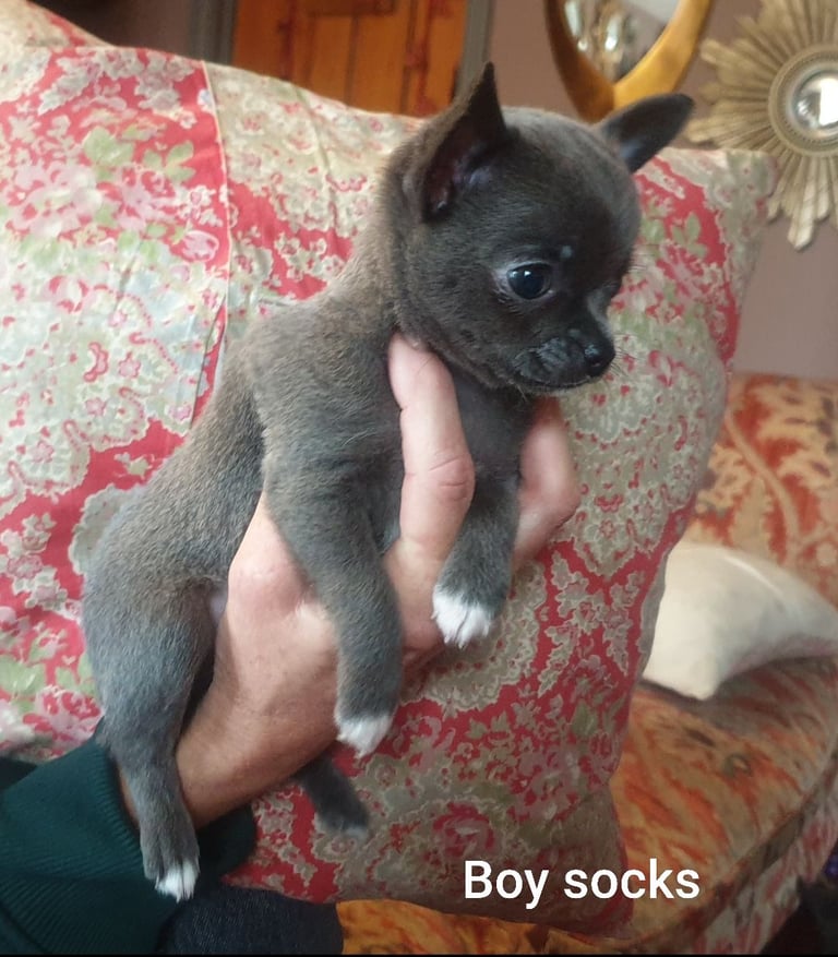 Pure Chihuahua lilac pupies