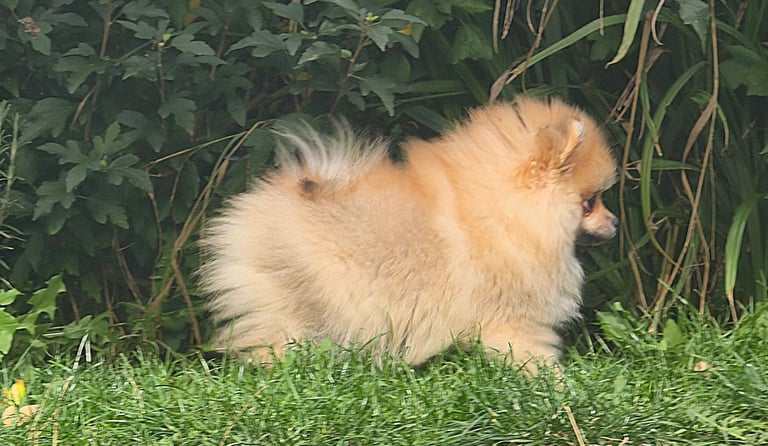 🔥POMERANIAN Female PUPPY FOR SALE🔥KC REGISTERED