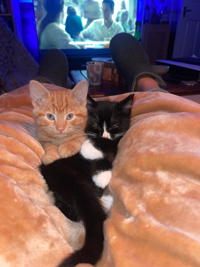 Two boy kittens 